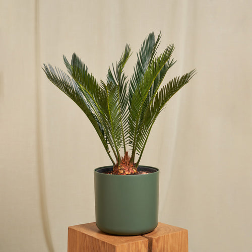 Palmfarn